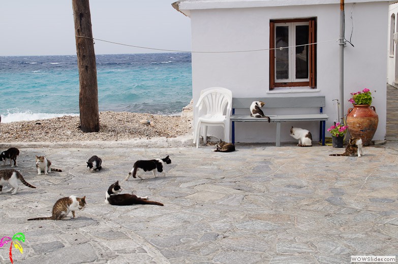 Katzen
