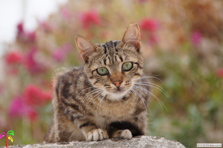 Katzen (11)