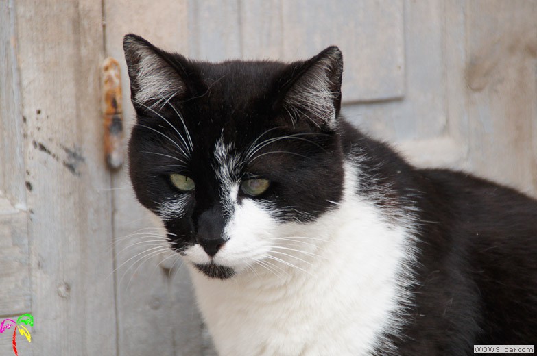 Katzen (13)