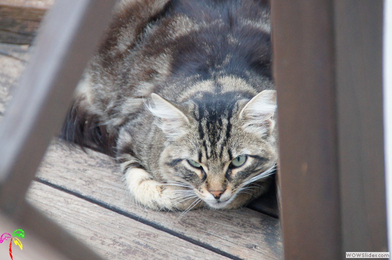 Katzen (14)