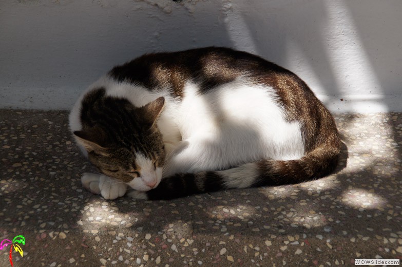 Katzen (15)