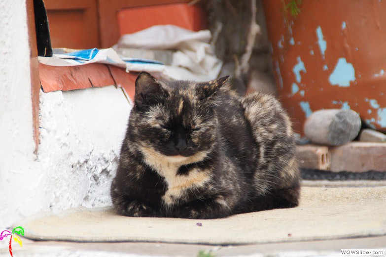 Katzen (16)