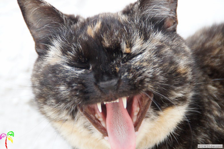 Katzen (17)