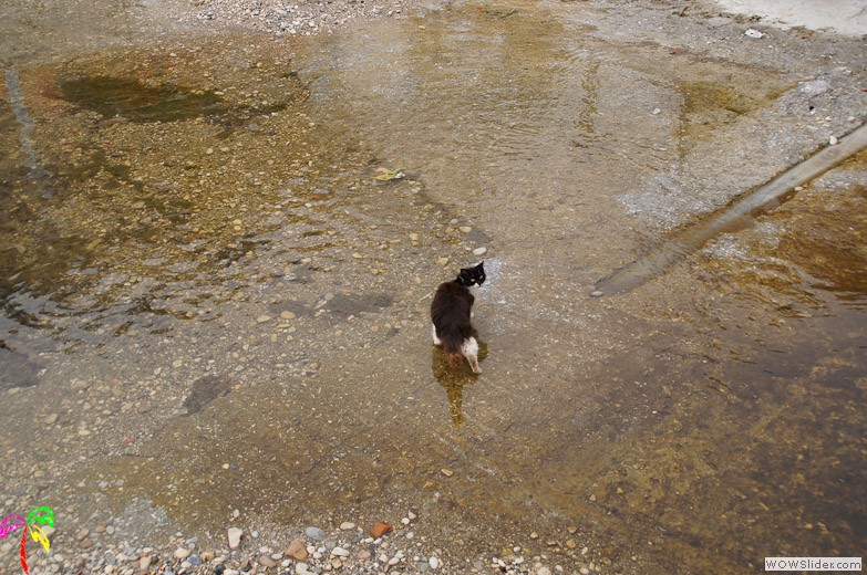 Katzen (18)