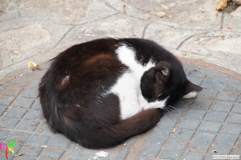 Katzen (19)