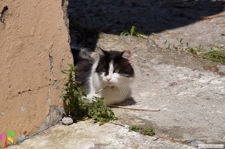 Katzen (22)