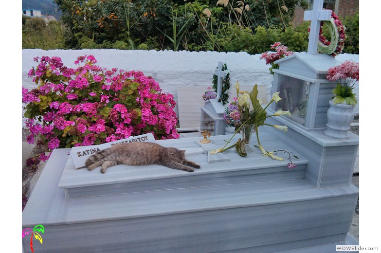Katzen (4)