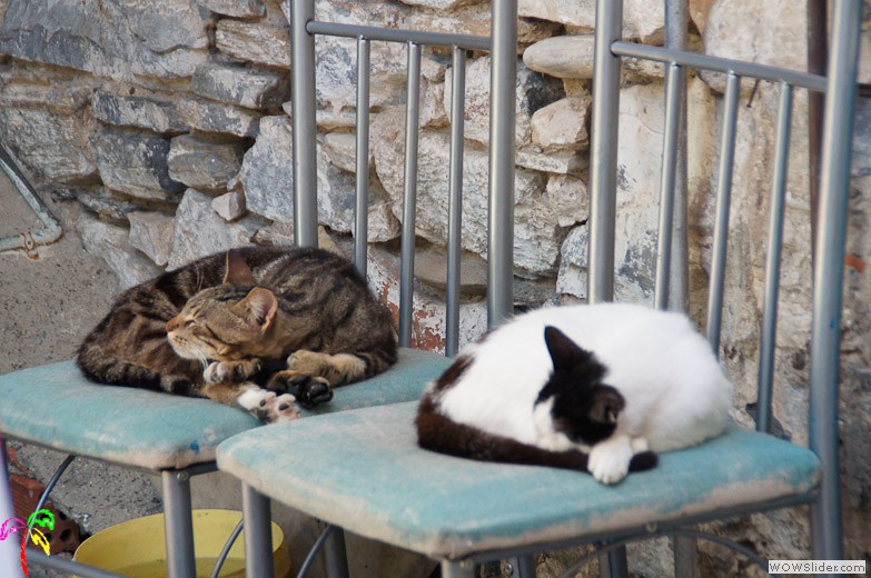 Katzen (5)