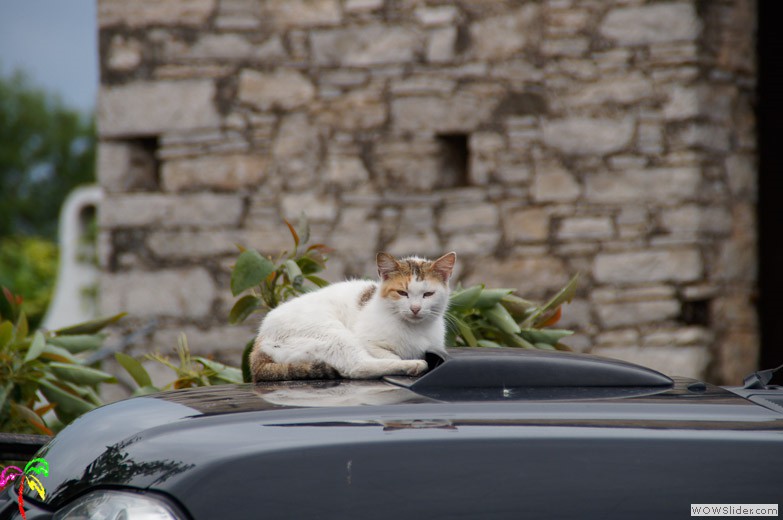 Katzen (6)