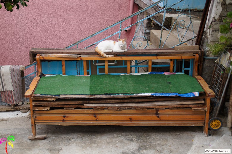 Katzen (8)